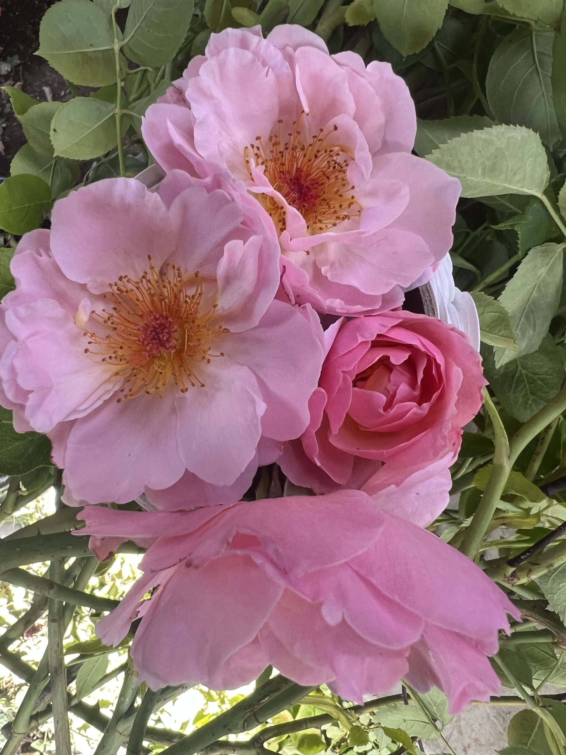 Belle Story - Image 2