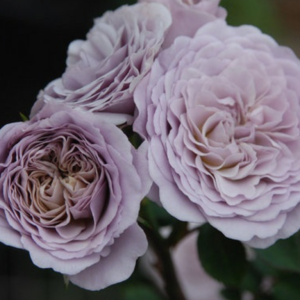 Little Grey Pearl™