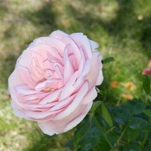 Romaggi Plot Bourbon