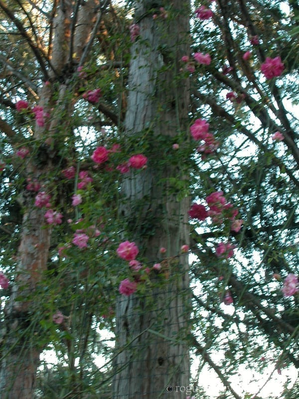 Alexandre Girault - Image 2