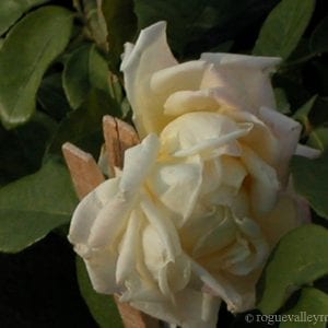 Alexander Hill Gray (Soncy)