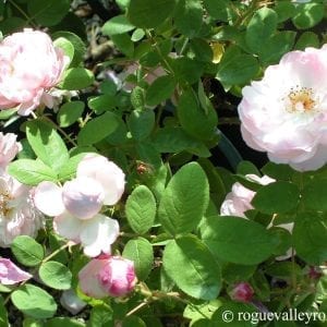 Alfred de Dalmas (Mousseline)