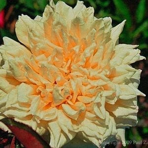 Alliance Franco-Russe