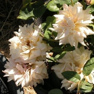 Alister Stella Gray (Golden Rambler)