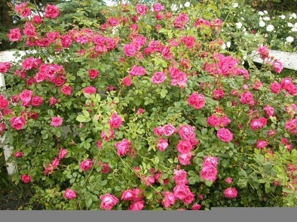 Rogue Valley Roses American Beauty