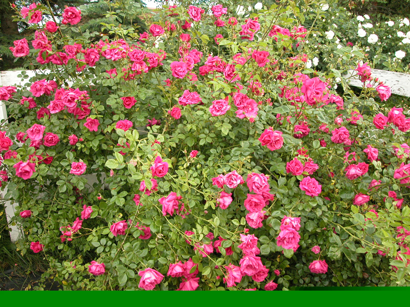 American Beauty - Image 2