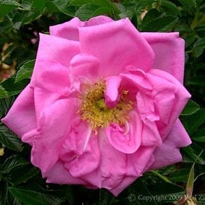 Andenken Am J. Diering