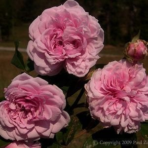 Annie Laurie McDowell