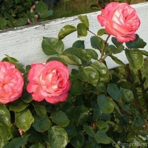 Antique (Antique '89)