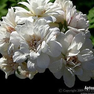 Dr. Robert Korns (Aptos)