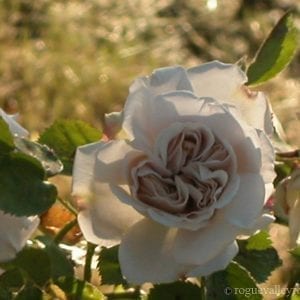 Aschermittwoch (Ash Wednesday)