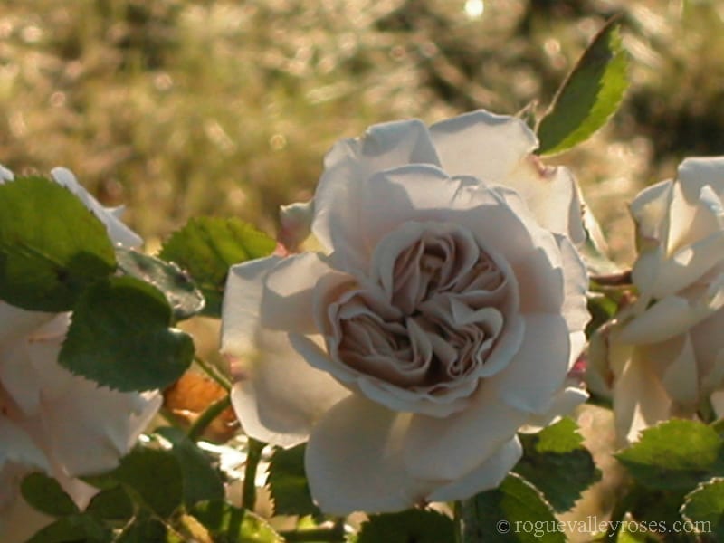 Aschermittwoch (Ash Wednesday)