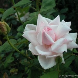 Augustine Guinoisseau (White La France)