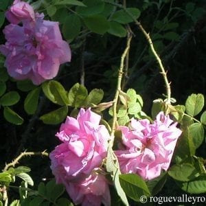 Autumn Damask (Quatre Saisons)