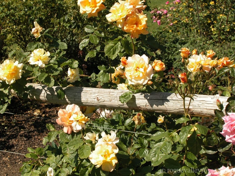 Autumn Sunset - Image 2