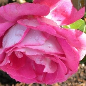 Baronne Edmund de Rothschild