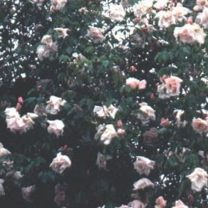 Belle Portugaise (Belle of Portugal)