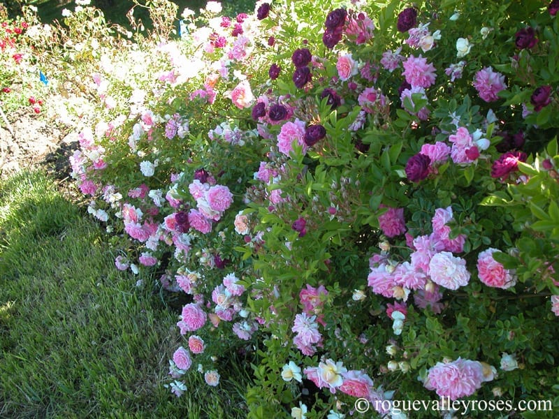 Bleu Magenta - Image 2