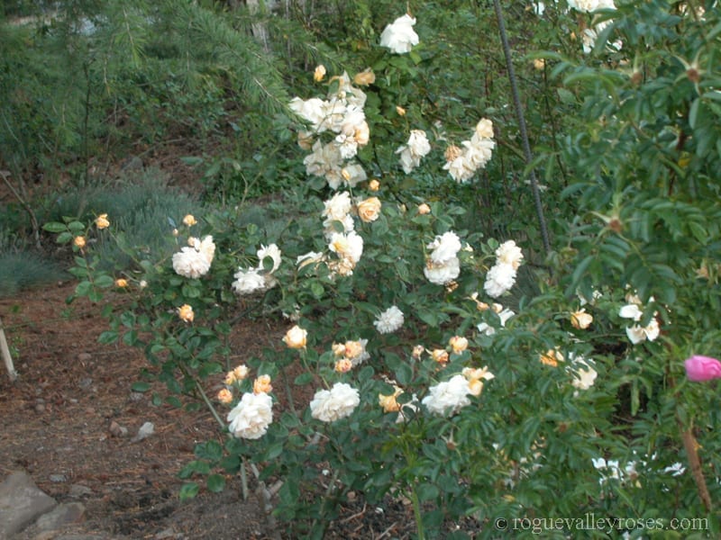 Buff Beauty - Image 2