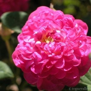 Burgundian Rose (Pompon de Bourgogne)