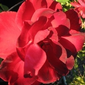 California Centennial