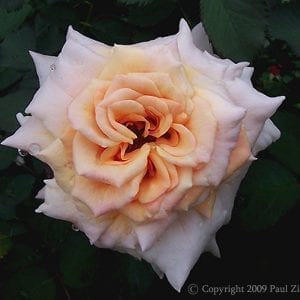 Caramella Fairy Tale™®