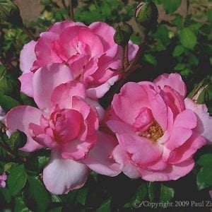 Centenaire de Lourdes (Mrs Jones; Delge)