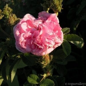 Chapeau de Napoleon (Crested Moss)