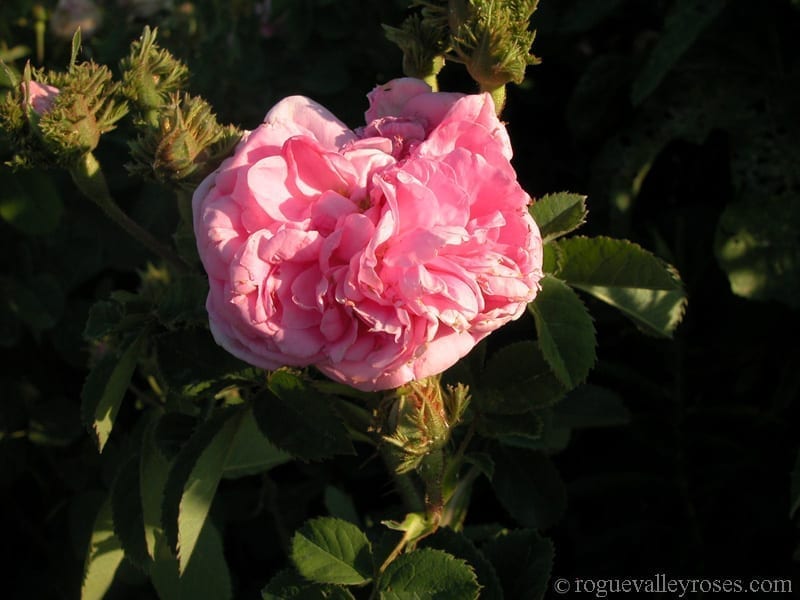 Chapeau de Napoleon (Crested Moss)
