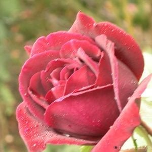 Chateau de Clos Vougeot