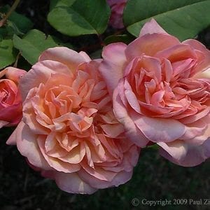 Clementina Carboneri