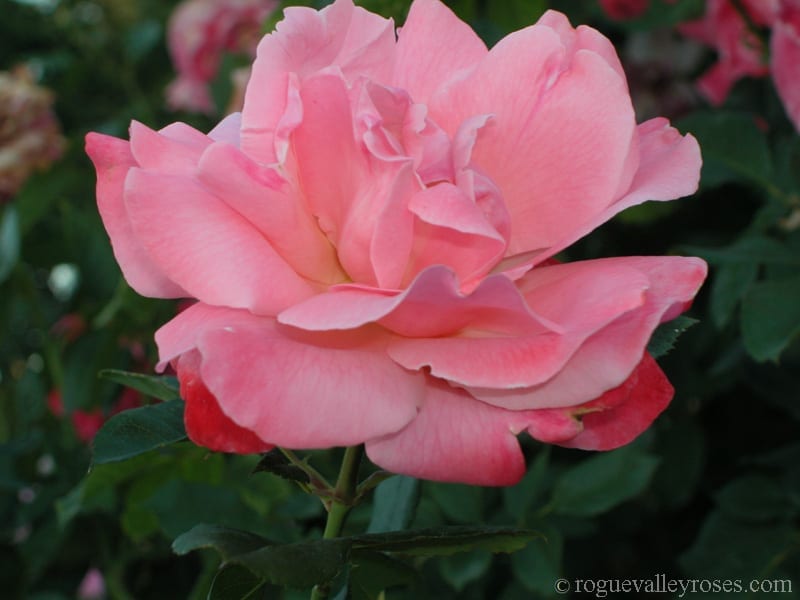 Color Magic - Image 2