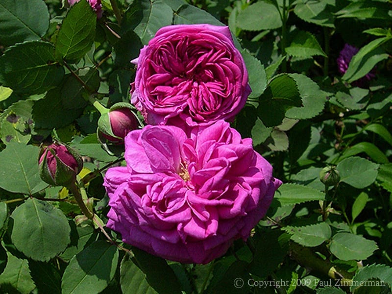 Comice de Tarn-et-Garonne - Image 2