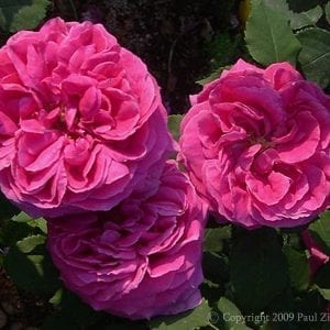 Comice de Tarn-et-Garonne