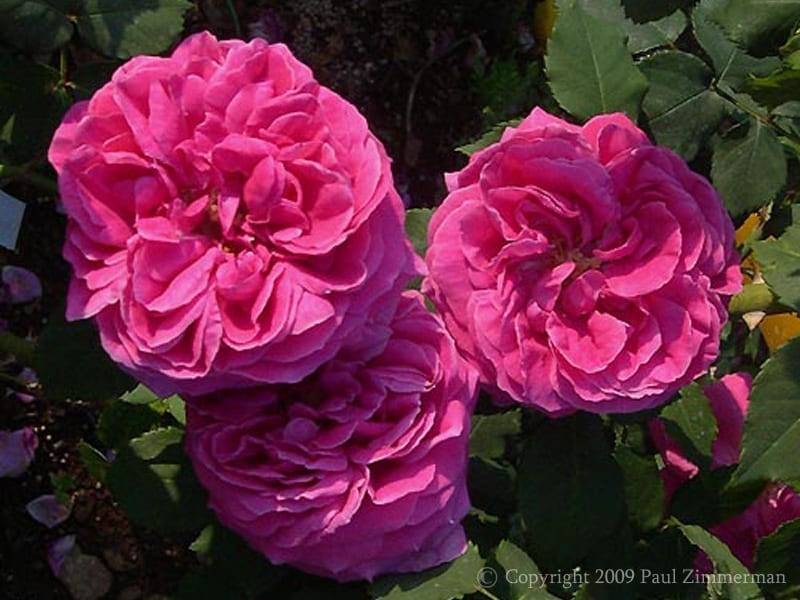 Comice de Tarn-et-Garonne