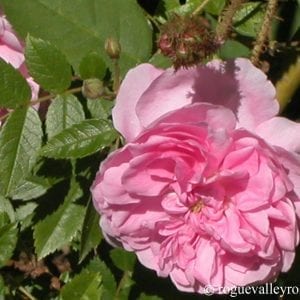 Communis (Common Pink Moss, r. centifolia mucosa)