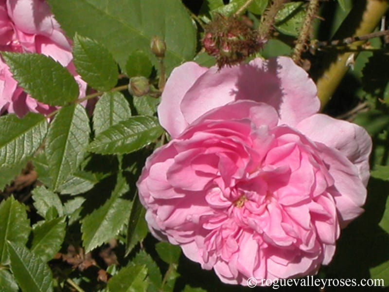 Communis (Common Pink Moss, r. centifolia mucosa)
