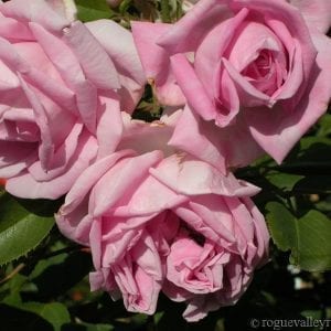 Conrad Ferdinand Meyer