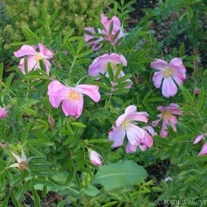 Corylus (Hazel Le Rougetel)