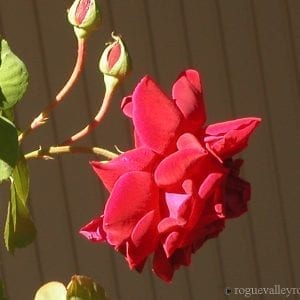 Countess of Stradbroke