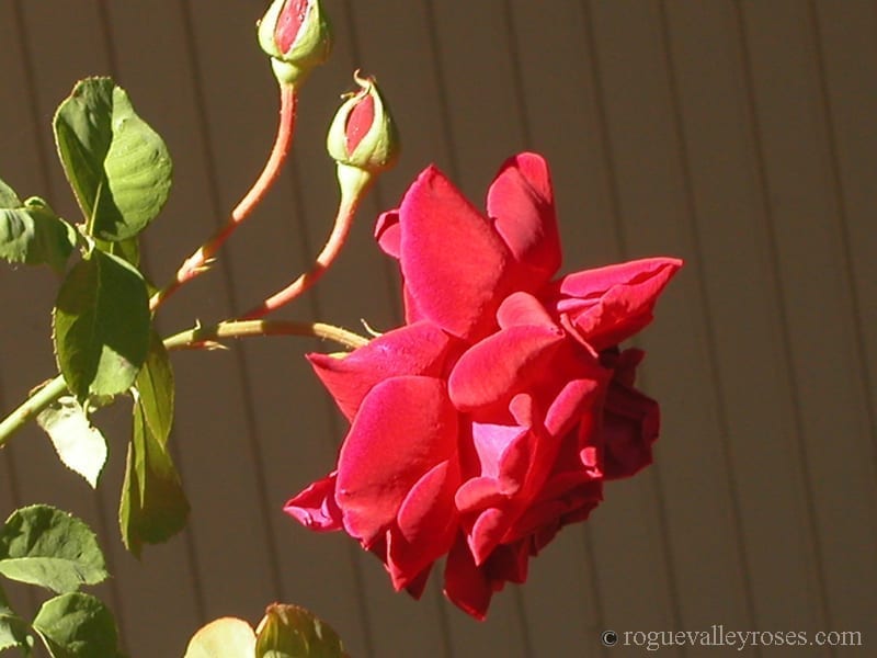 Countess of Stradbroke