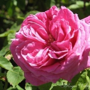 Deuil de Dr. Reynaud