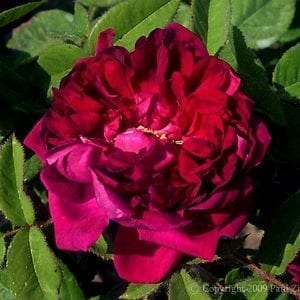 Deuil de Paul Fontaine