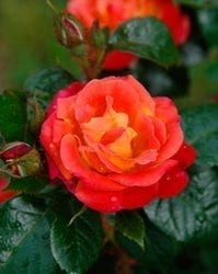 Dolly's Forever Rose™