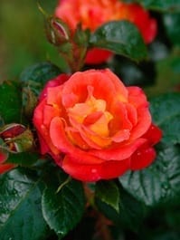 Dolly's Forever Rose™