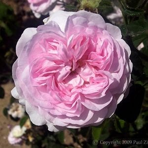 Duchesse de Montebello