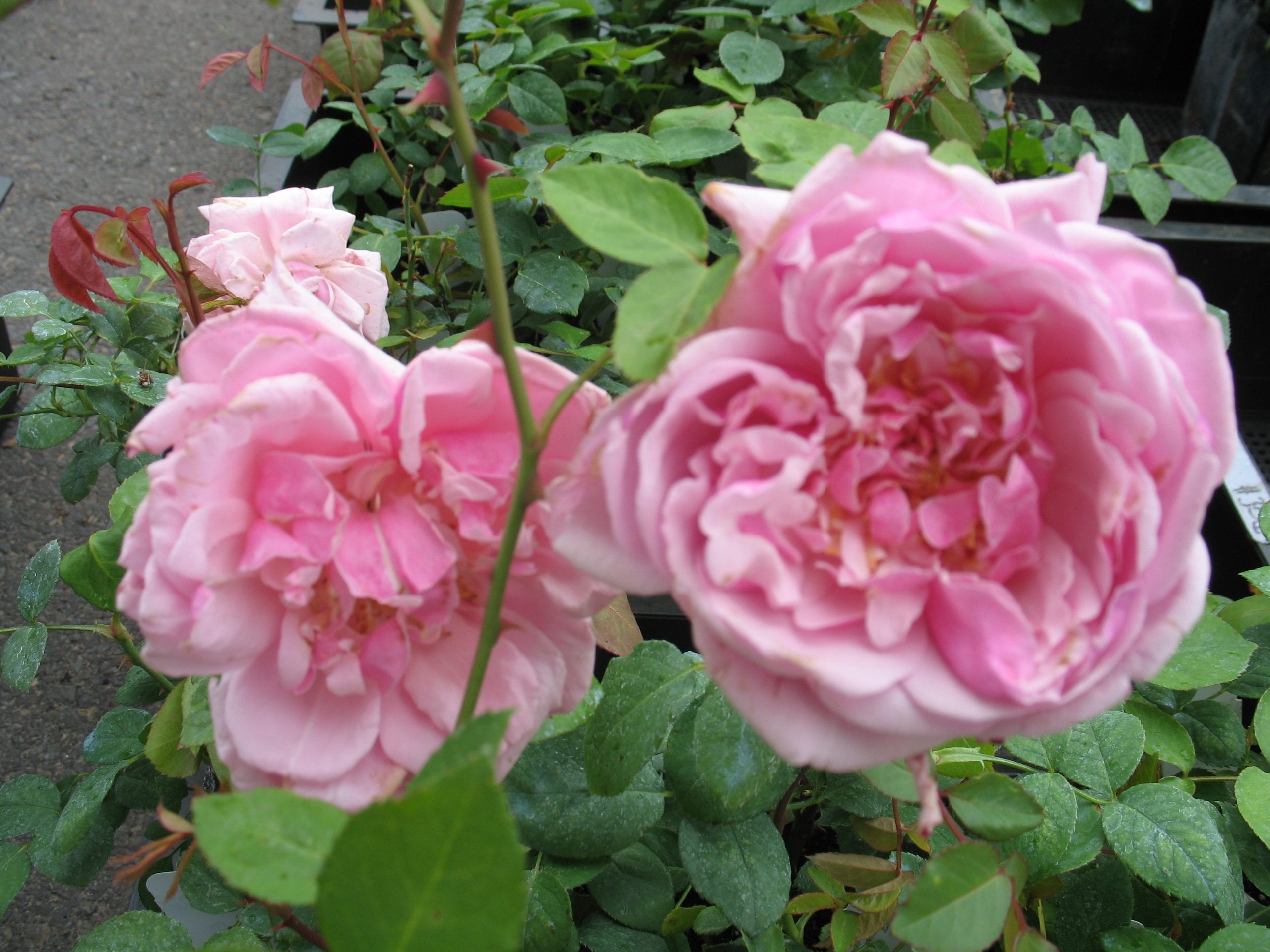 Emmanuella de Mouchy