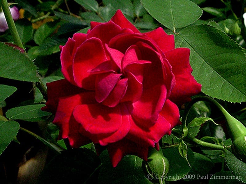 Eugene Furst - Image 2