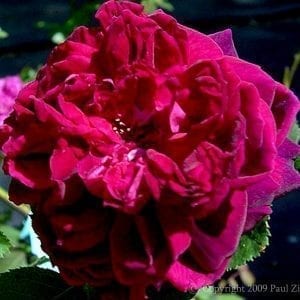 Eugene de Beauharnais