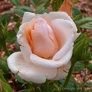 Everest Double Fragrance